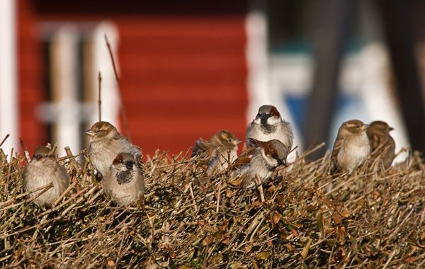 Gråspurv (Passer domesticus) - Haussperling - Sparrow - Fanø Natur