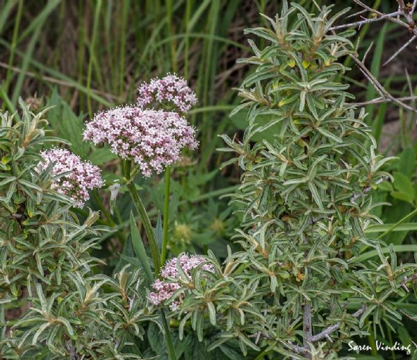 Krybende Baldrian (Valeriana Sambucifolia Spp. Procurrens) - Baldrian - Common Valerian Natur