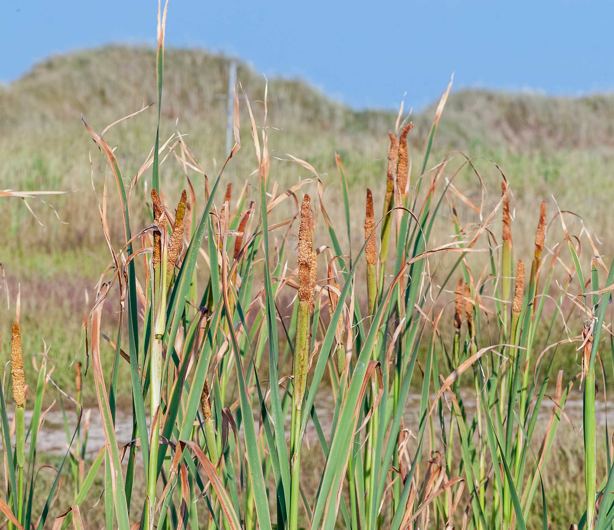 Bredbladet dunhammer (Typhaceae latifolia) - Breitblatt-rohrkolben Bulrush - Cattail - Greater reedmace - Fanø Natur
