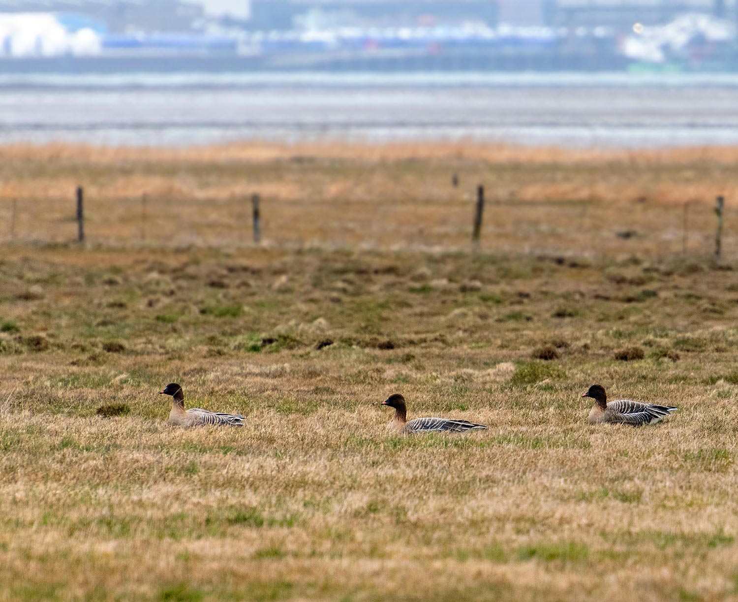 Kortnæbbet Gås brachyrhynchus) - Kurzschnabelgans Pink-footed Goose Fanø Natur