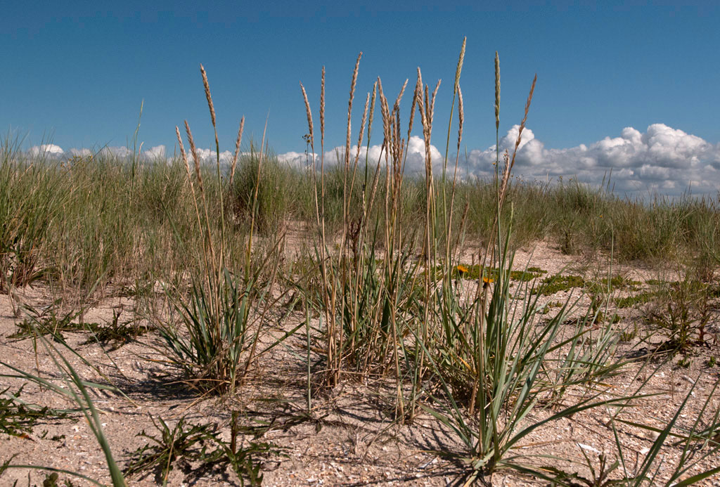 Marehalm (Leymus arenarius) Strandroggen – Hochst Blue lyme-grass - Natur