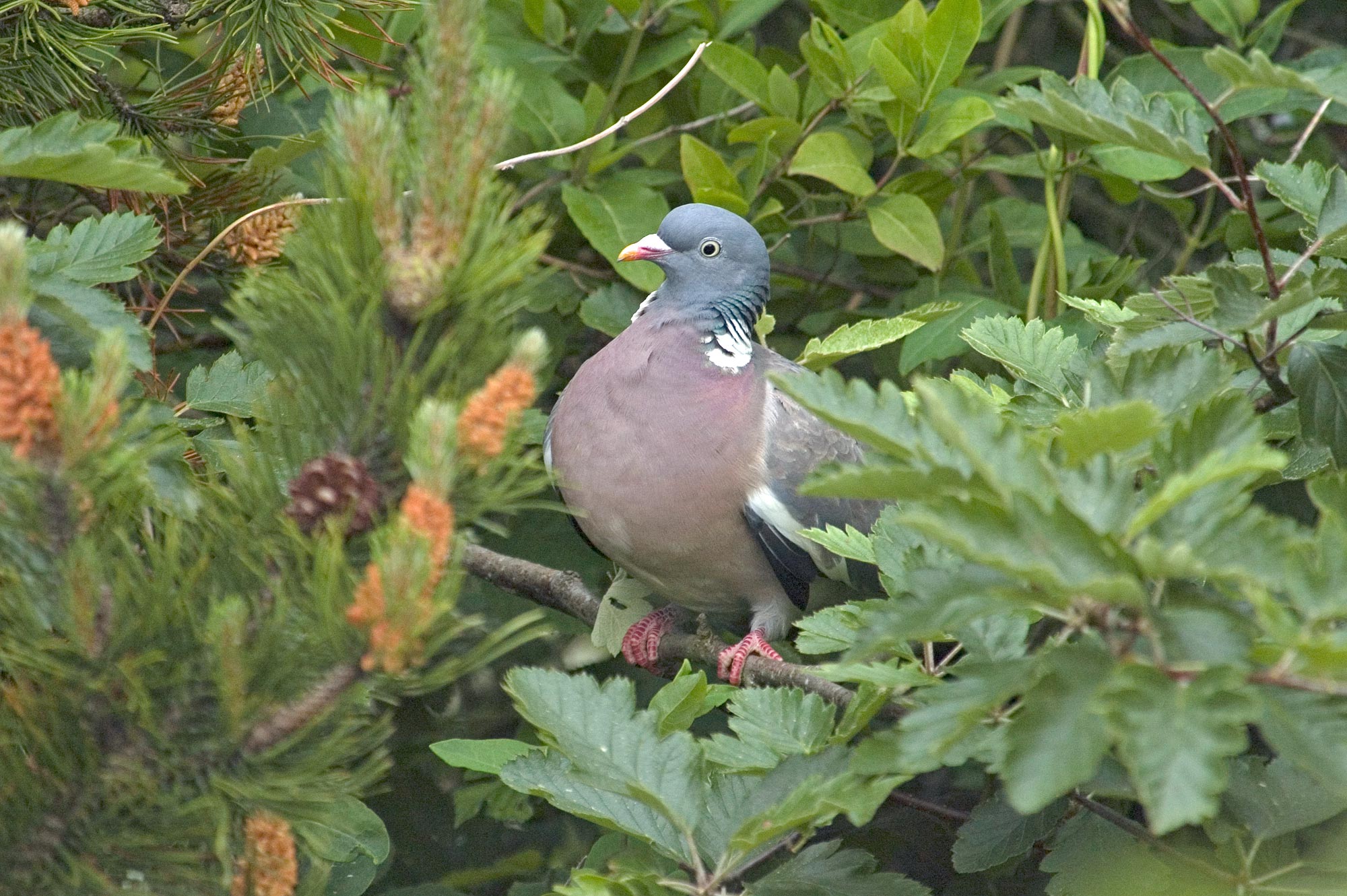 (Columba palumbus) - Ringeltaube - Wood Pigeon Fanø