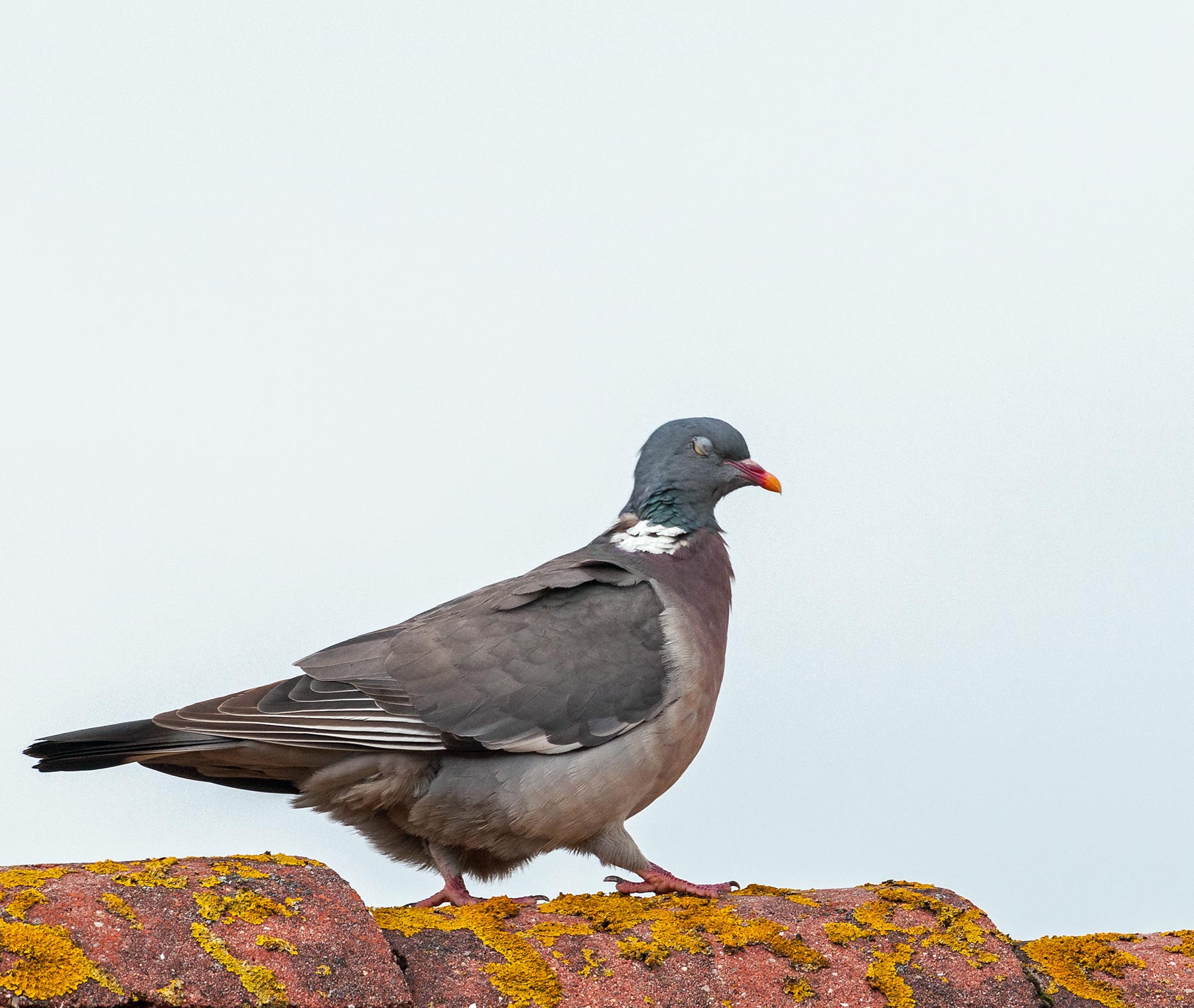 (Columba palumbus) - Ringeltaube Pigeon - Fanø Natur