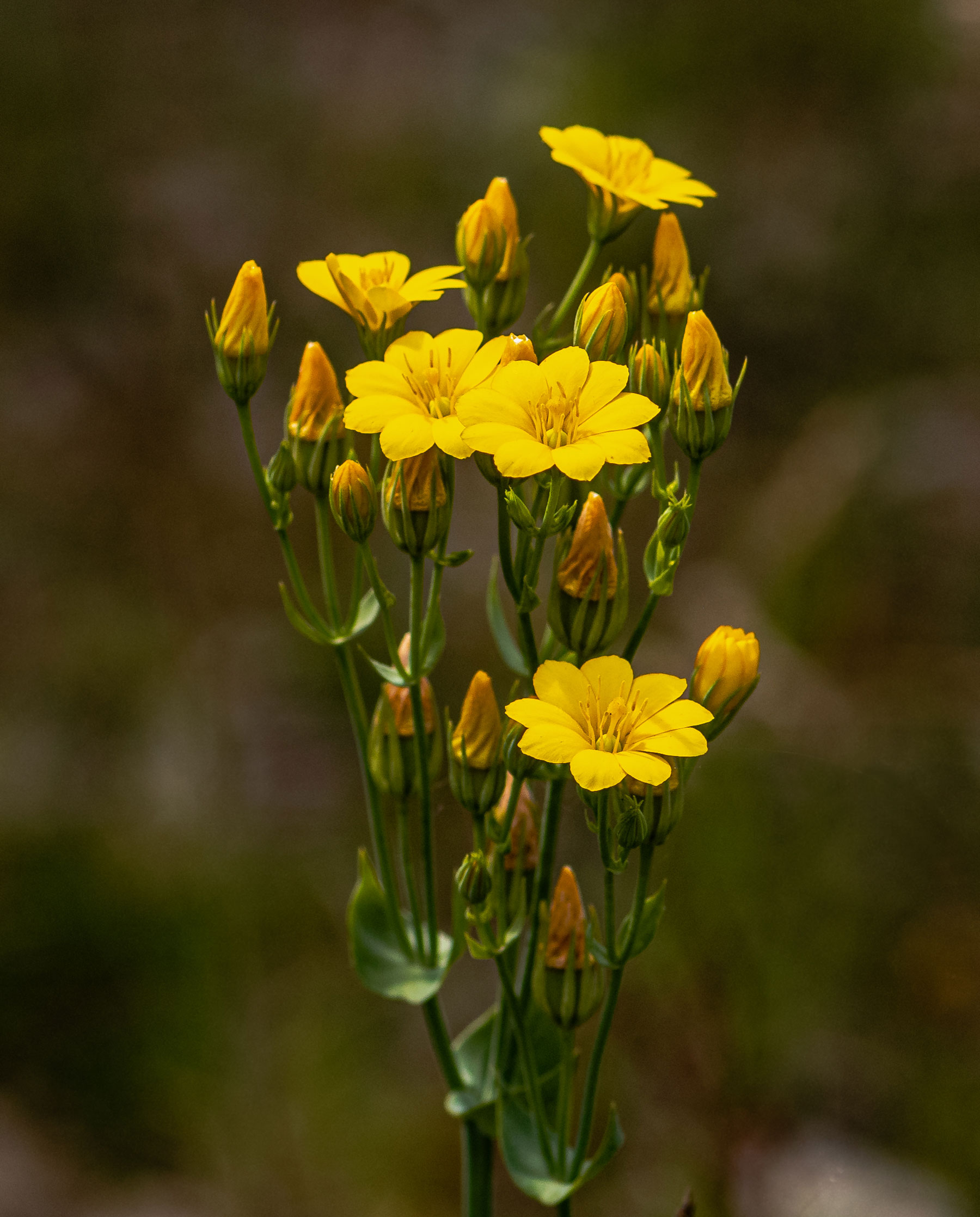 Almindelig (Blackstonia perfoliata) - Gewöhnliche Bitterling - Yellow-Wort Natur